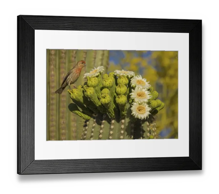 Framed Print : House finch (Carpodacus mexicanus) perched on Saguaro cactus (Carnegiea gigantea) Framed Print : House finch (Carpodacus mexicanus) perched on Saguaro cactus (Carnegiea gigantea)