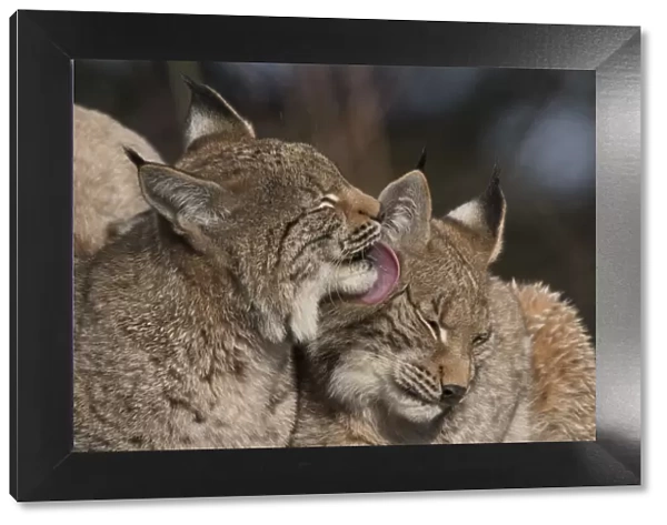 RF - Eurasian lynx (Lynx lynx) kittens, aged eight months