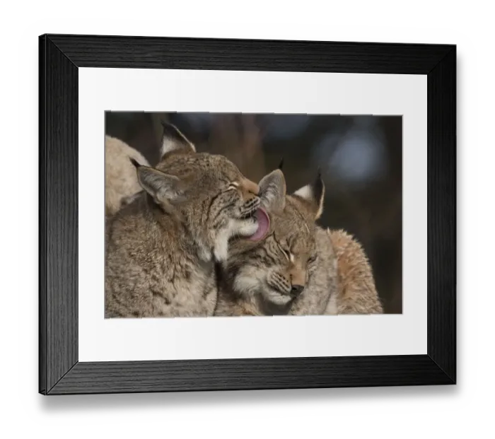 Framed Print : RF - Eurasian lynx (Lynx lynx) kittens, aged eight months Framed Print : RF - Eurasian lynx (Lynx lynx) kittens, aged eight months