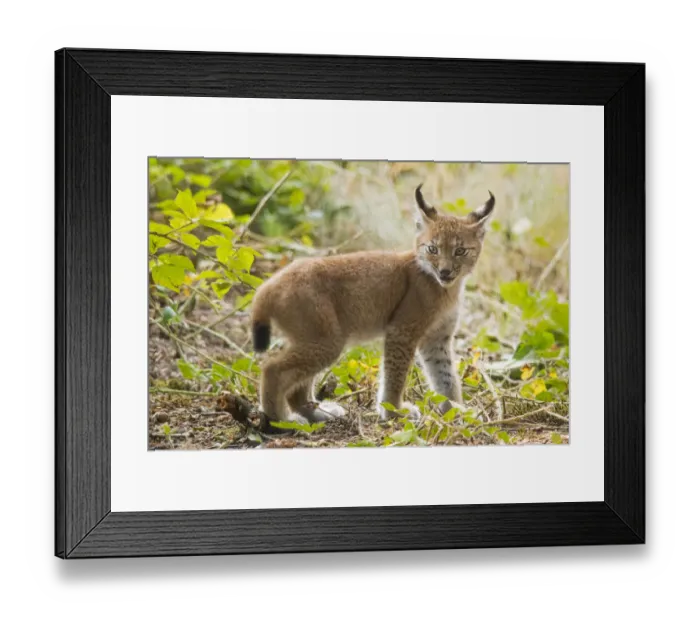 Framed Print : Startled Eurasian lynx (Lynx lynx) kitten, aged eight weeks Framed Print : Startled Eurasian lynx (Lynx lynx) kitten, aged eight weeks