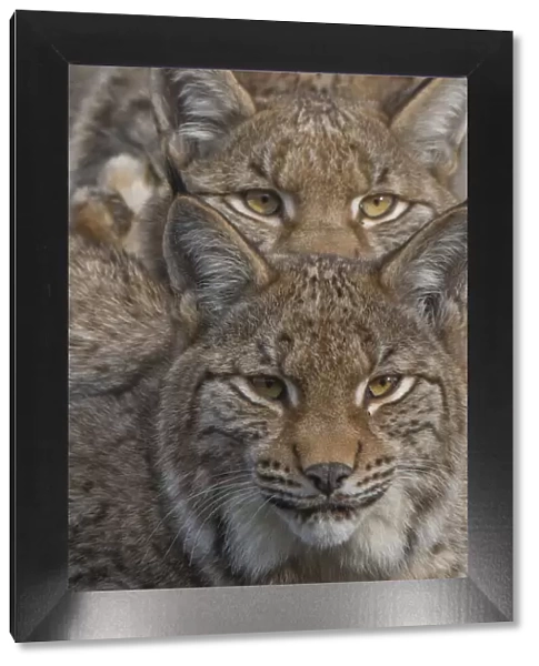 Close-up of Eurasian lynx (Lynx lynx) kittens, aged eight months, faces