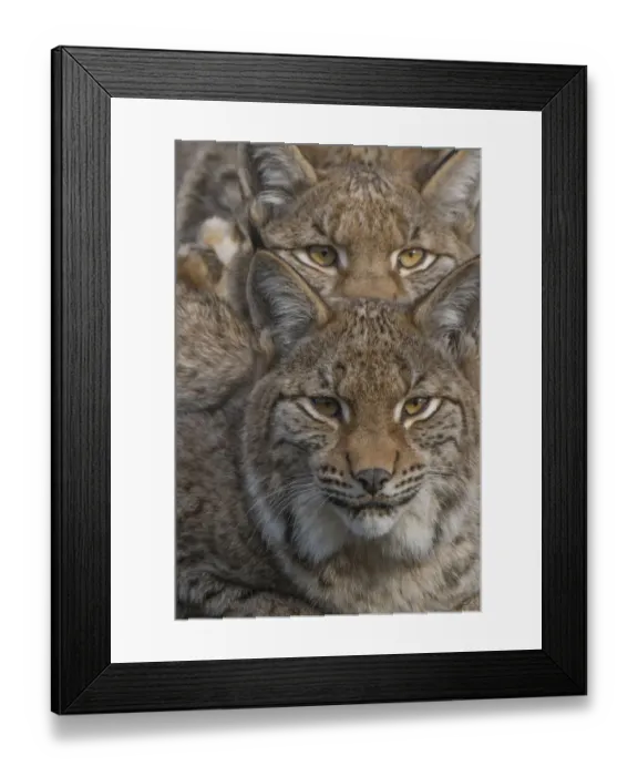 Framed Print : Close-up of Eurasian lynx (Lynx lynx) kittens, aged eight months, faces Framed Print : Close-up of Eurasian lynx (Lynx lynx) kittens, aged eight months, faces