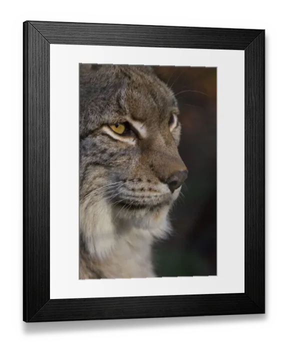 Framed Print : Close-up of Eurasian lynx (Lynx lynx) kitten, aged eight months, face Framed Print : Close-up of Eurasian lynx (Lynx lynx) kitten, aged eight months, face