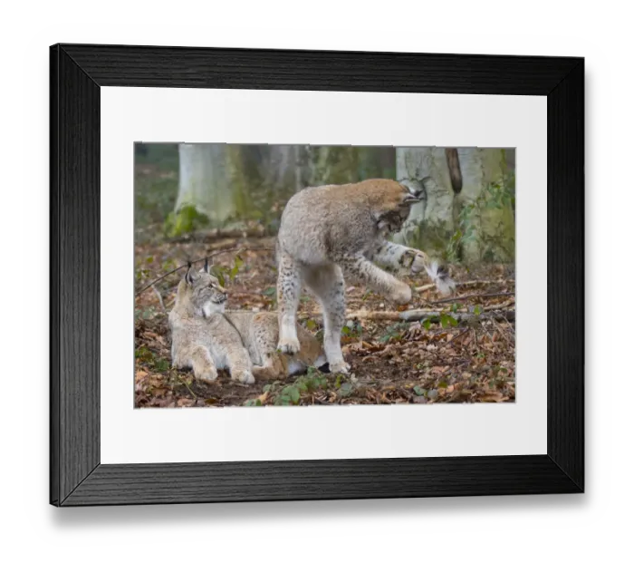 Framed Print : Two Eurasian lynx (Lynx lynx) kittens, aged eight months, one lying down Framed Print : Two Eurasian lynx (Lynx lynx) kittens, aged eight months, one lying down