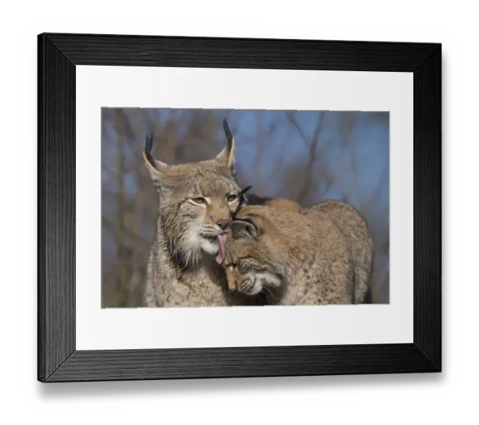 Framed Print : Eurasian lynx (Lynx lynx) grooming its kitten, aged eight months Framed Print : Eurasian lynx (Lynx lynx) grooming its kitten, aged eight months