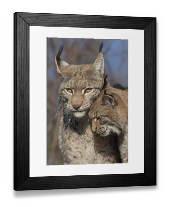 Framed Print : Eurasian lynx (Lynx lynx) kitten, aged eight months, nuzzling its mother Framed Print : Eurasian lynx (Lynx lynx) kitten, aged eight months, nuzzling its mother