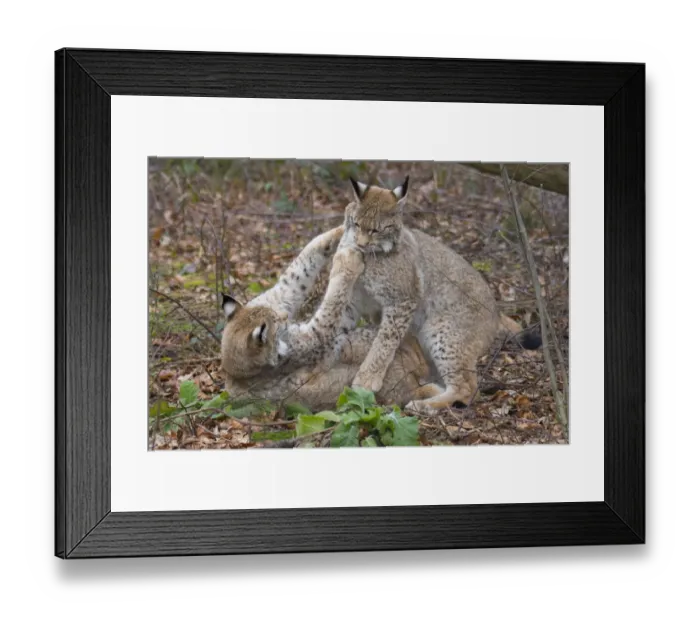 Framed Print : Two Eurasian lynx (Lynx lynx) kittens, aged eight months, play fighting Framed Print : Two Eurasian lynx (Lynx lynx) kittens, aged eight months, play fighting