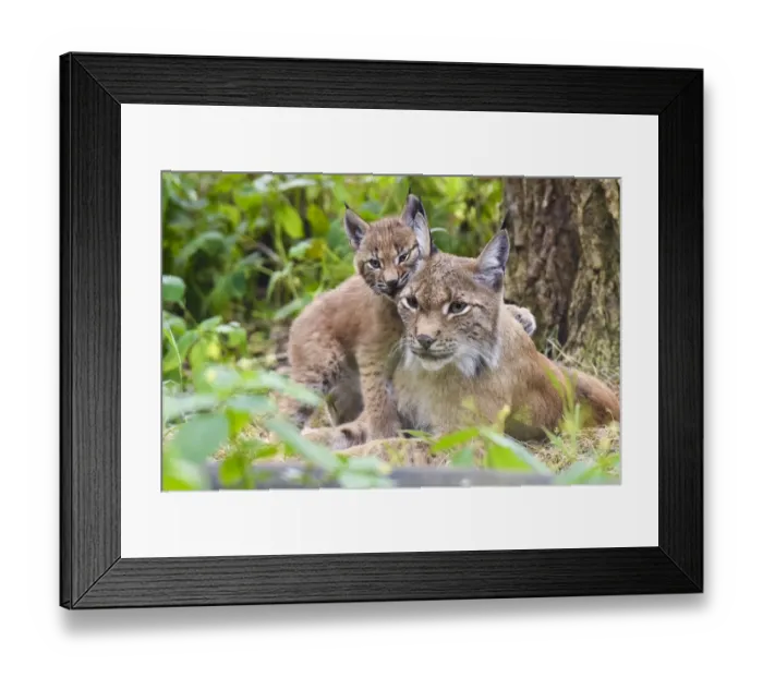 Framed Print : Eurasian lynx (Lynx lynx) kitten, aged six weeks, showing affection towards its mother Framed Print : Eurasian lynx (Lynx lynx) kitten, aged six weeks, showing affection towards its mother