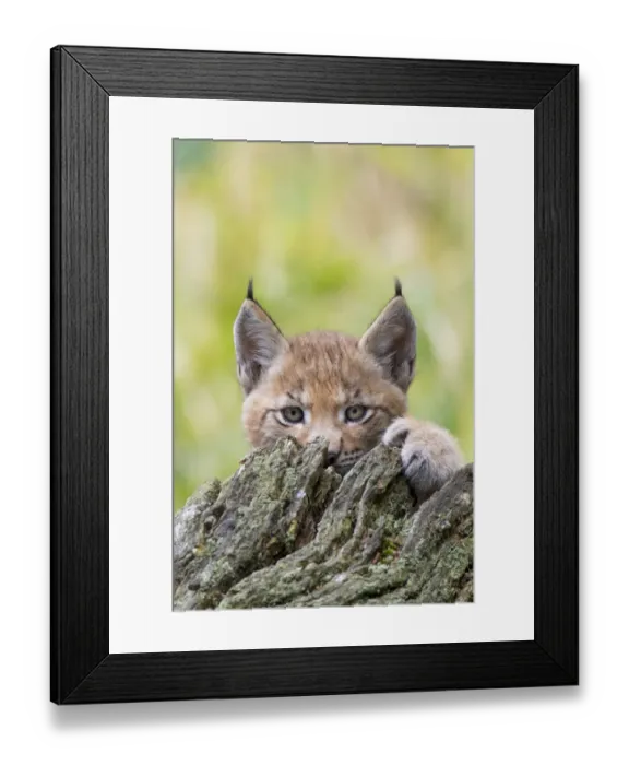 Framed Print : Eurasian lynx (Lynx lynx) kitten, aged six weeks, hiding behind tree stump