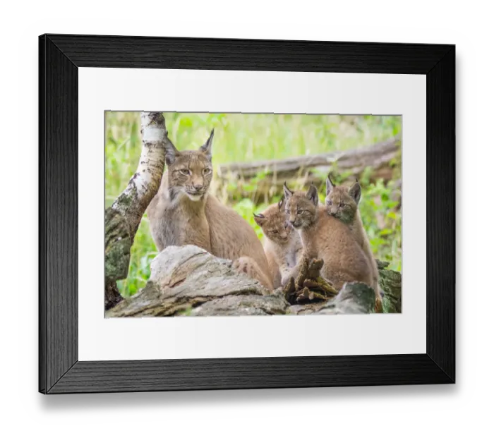Framed Print : Three Eurasian lynx (Lynx lynx) kittens, aged six weeks, with their mother Framed Print : Three Eurasian lynx (Lynx lynx) kittens, aged six weeks, with their mother