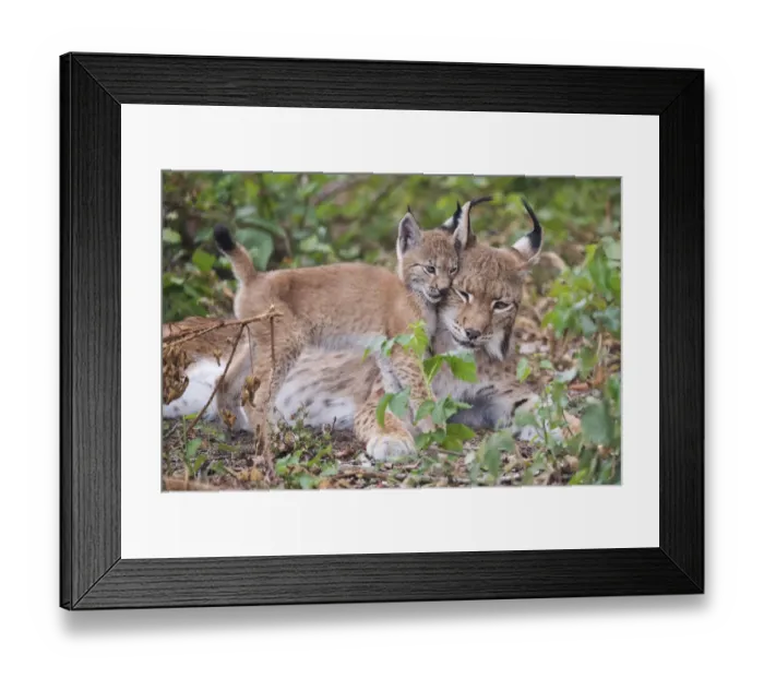 Framed Print : Eurasian lynx (Lynx lynx) kitten, aged eight weeks, cuddling with its mother Framed Print : Eurasian lynx (Lynx lynx) kitten, aged eight weeks, cuddling with its mother