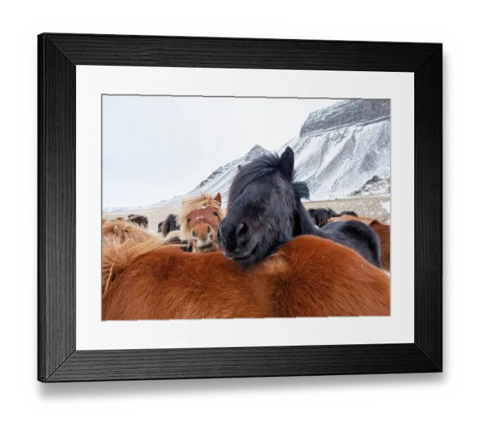 Framed Print : Iceland horses in winter, western Iceland. March Framed Print : Iceland horses in winter, western Iceland. March