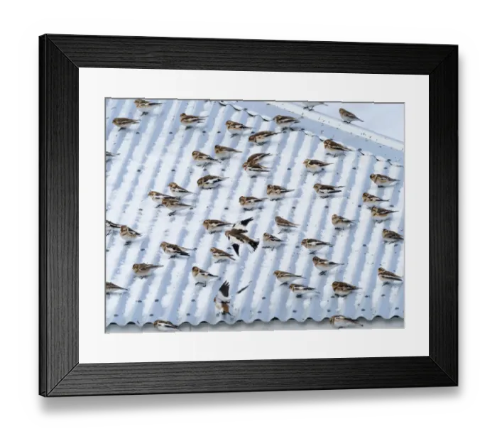 Framed Print : Snow bunting (Plectrophenax nivalis) flock resting on a roof, Iceland. March Framed Print : Snow bunting (Plectrophenax nivalis) flock resting on a roof, Iceland. March