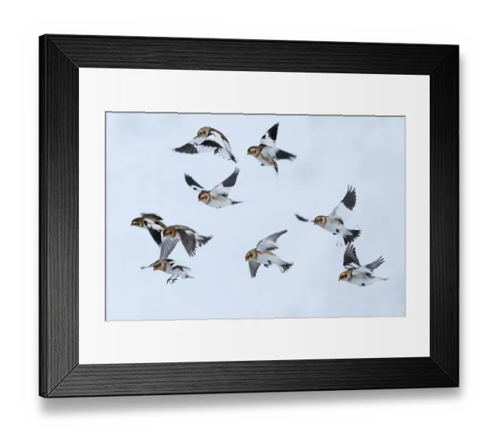 Framed Print : Snow bunting (Plectrophenax nivalis) flock in flight, brown feathers visible, Iceland. March Framed Print : Snow bunting (Plectrophenax nivalis) flock in flight, brown feathers visible, Iceland. March
