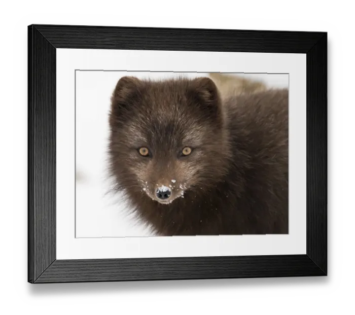Framed Print : Arctic fox (Vulpes lagopus) portrait with snow on its nose, blue morph in winter coat, Hornstrandir, Iceland. March Framed Print : Arctic fox (Vulpes lagopus) portrait with snow on its nose, blue morph in winter coat, Hornstrandir, Iceland. March