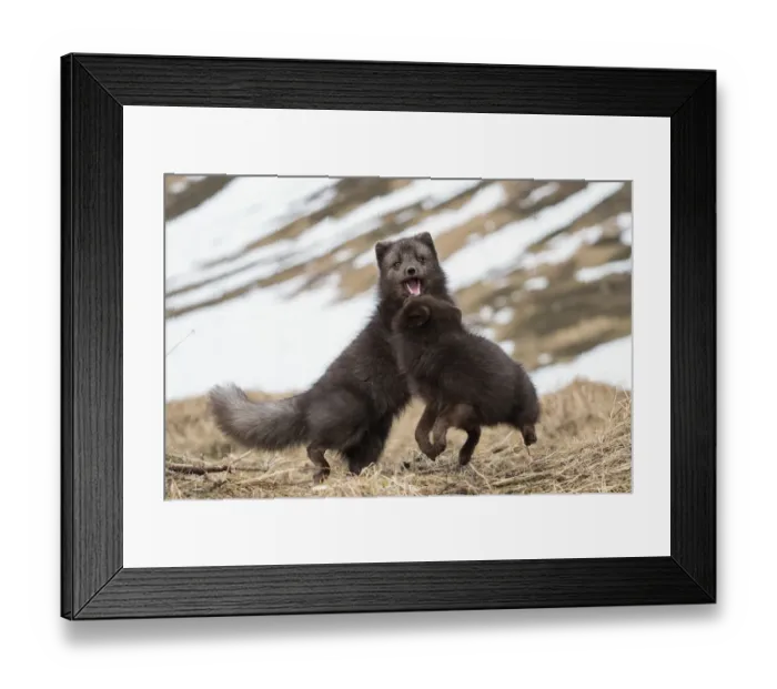 Framed Print : Two Arctic foxes (Vulpes lagopus), blue-morph with winter coats, playing Framed Print : Two Arctic foxes (Vulpes lagopus), blue-morph with winter coats, playing