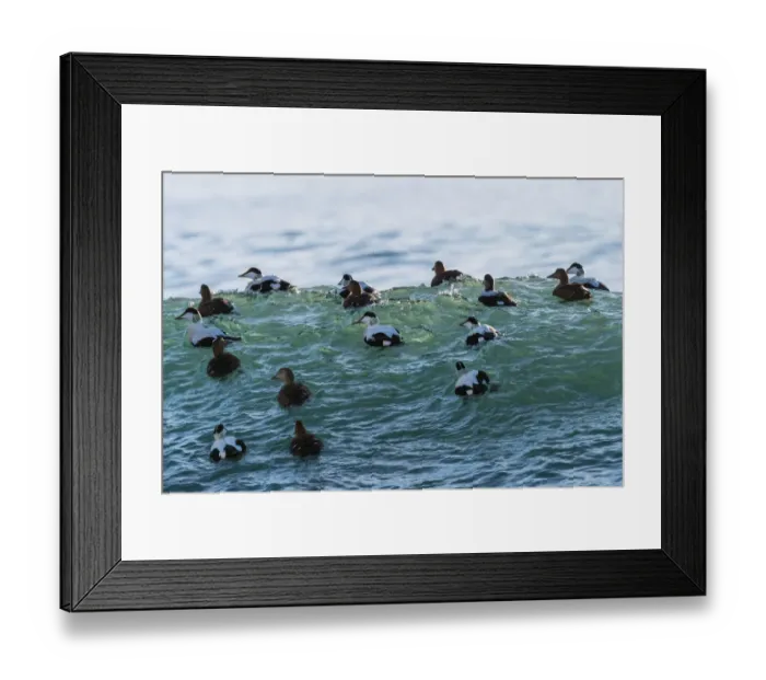Framed Print : Eider ducks (Somateria mollissima) floating on waves, Iceland. March Framed Print : Eider ducks (Somateria mollissima) floating on waves, Iceland. March