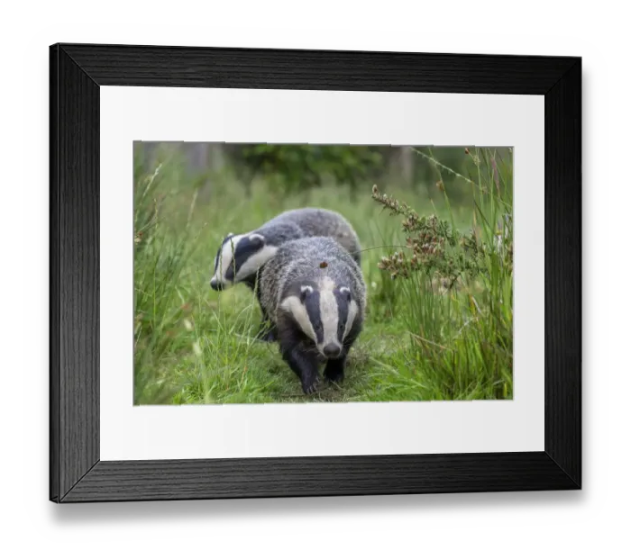 Framed Print : Two Badgers (Meles meles) walking along grassy path, near Launceston, Cornwall, UK. July Framed Print : Two Badgers (Meles meles) walking along grassy path, near Launceston, Cornwall, UK. July