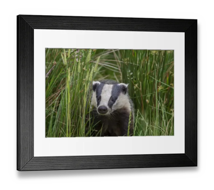 Framed Print : Badger (Meles meles) alking through long grass, near Launceston, Cornwall, UK. July Framed Print : Badger (Meles meles) alking through long grass, near Launceston, Cornwall, UK. July