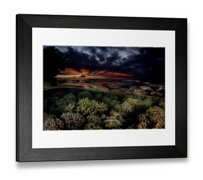 Framed Print : Various hard corals at sunset, Moorea, French Polynesia, Pacific Ocean Framed Print : Various hard corals at sunset, Moorea, French Polynesia, Pacific Ocean