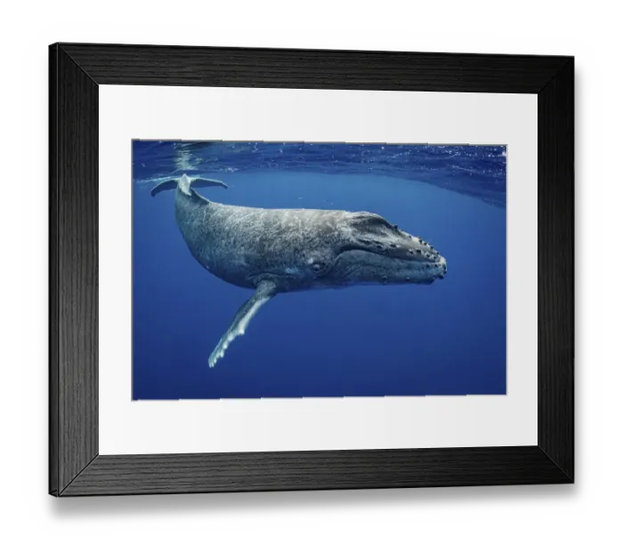 Framed Print : Humpback whale (Megaptera novaeangliae) calf, Moorea, French Polynesia, Pacific Ocean Framed Print : Humpback whale (Megaptera novaeangliae) calf, Moorea, French Polynesia, Pacific Ocean