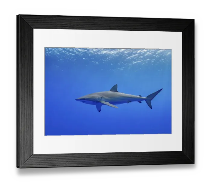 Framed Print : Silky shark (Carcharhinus falciformis) swimming near the surface, Tubuai Framed Print : Silky shark (Carcharhinus falciformis) swimming near the surface, Tubuai