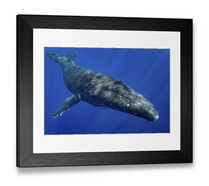 Framed Print : Humpback whale (Megaptera novaeangliae) portrait, Moorea, French Polynesia Framed Print : Humpback whale (Megaptera novaeangliae) portrait, Moorea, French Polynesia