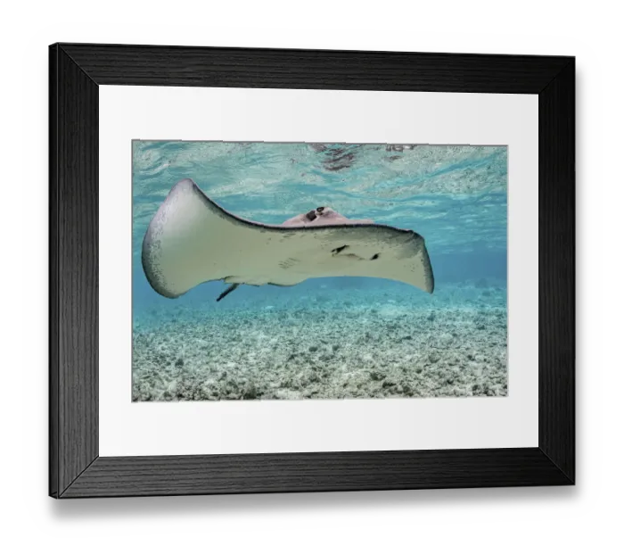 Framed Print : Pink whipray (Pateobatis fai) in shallow water, Moorea, French Polynesia, Pacific Ocean Framed Print : Pink whipray (Pateobatis fai) in shallow water, Moorea, French Polynesia, Pacific Ocean
