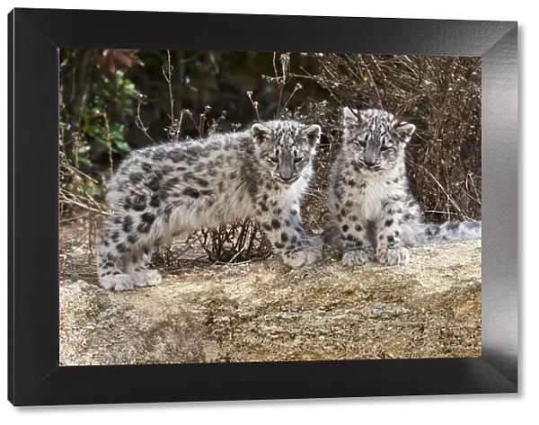 Two three month Snow leopard (Panthera uncia) cubs siting observing