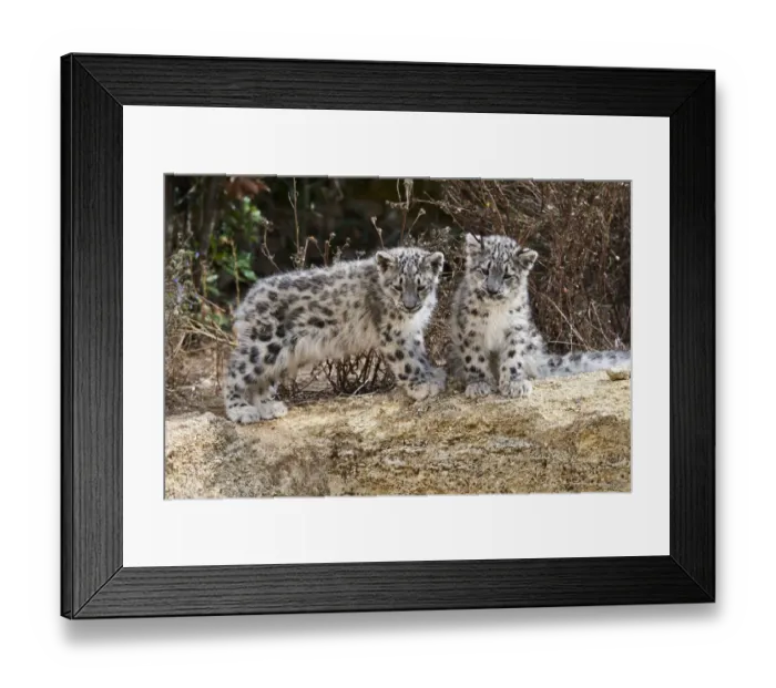 Framed Print : Two three month Snow leopard (Panthera uncia) cubs siting observing
