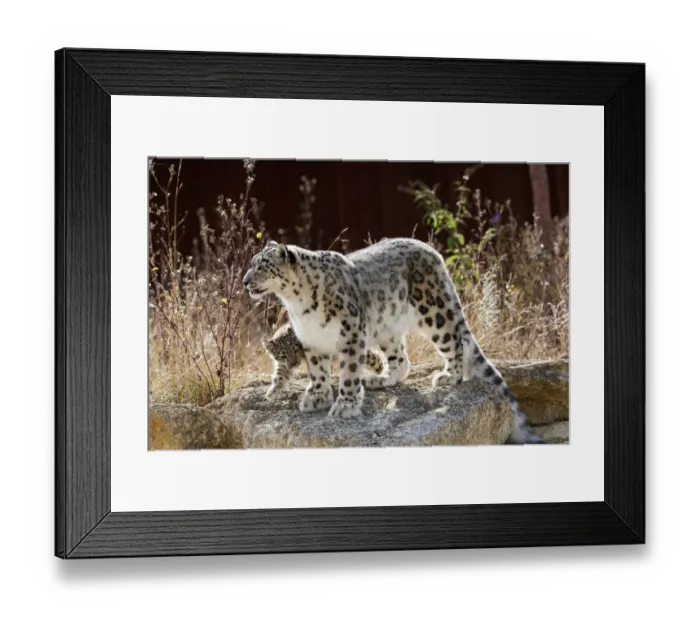 Framed Print : Female Snow leopard (Panthera uncia) with her three month cub, BioParc Doue la Fontaine Framed Print : Female Snow leopard (Panthera uncia) with her three month cub, BioParc Doue la Fontaine