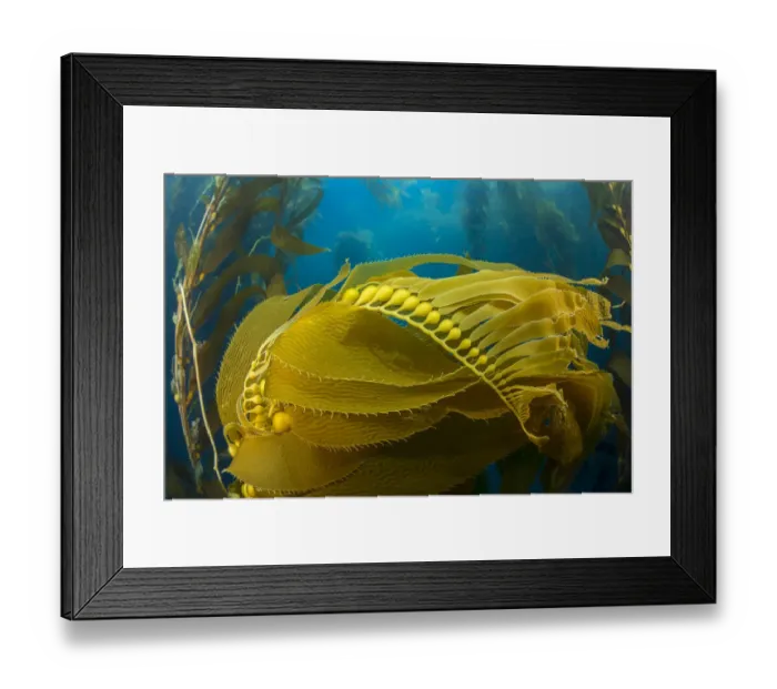 Framed Print : Air bladders lifting strands of giant kelp (Macrocystis pyrifera) towards the surface Framed Print : Air bladders lifting strands of giant kelp (Macrocystis pyrifera) towards the surface