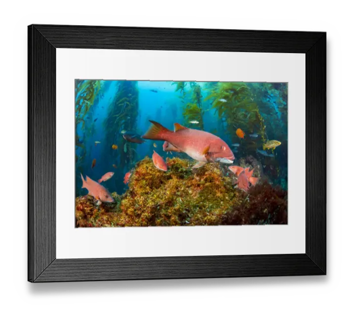 Framed Print : Female California sheephead (Semicossyphus pulcher) and miscellaneous reef fish swimming Framed Print : Female California sheephead (Semicossyphus pulcher) and miscellaneous reef fish swimming