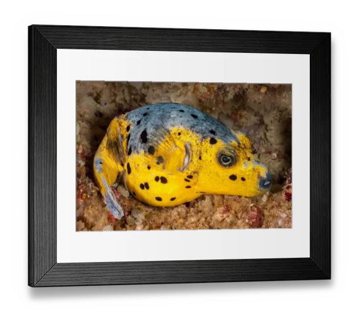 Framed Print : Blackspotted puffer (Arothron nigropunctatus) curled up on the reef for the night Framed Print : Blackspotted puffer (Arothron nigropunctatus) curled up on the reef for the night