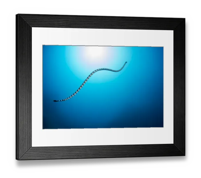 Framed Print : Venomous Yellow-lipped sea krait (Laticauda colubrina) heading up to the surface to Framed Print : Venomous Yellow-lipped sea krait (Laticauda colubrina) heading up to the surface to