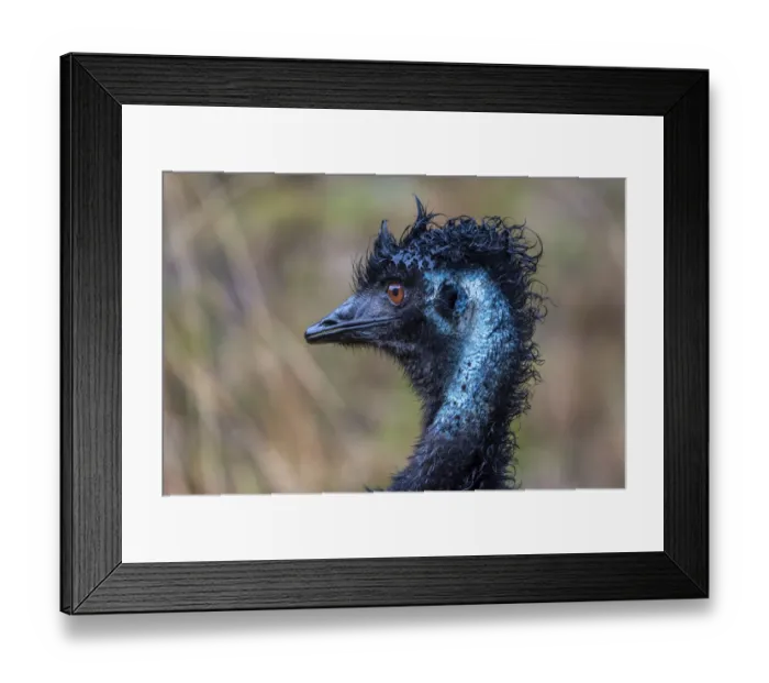 Framed Print : Emu (Dromaius novaehollandiae)head portrait in rain. Wildlife Wonders, Apollo Bay Framed Print : Emu (Dromaius novaehollandiae)head portrait in rain. Wildlife Wonders, Apollo Bay
