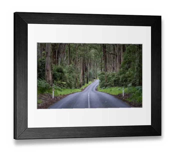 Framed Print : Eucalypt rainforest along Otway Lighthouse Road, Cape Otway, The Otways, Victoria Framed Print : Eucalypt rainforest along Otway Lighthouse Road, Cape Otway, The Otways, Victoria