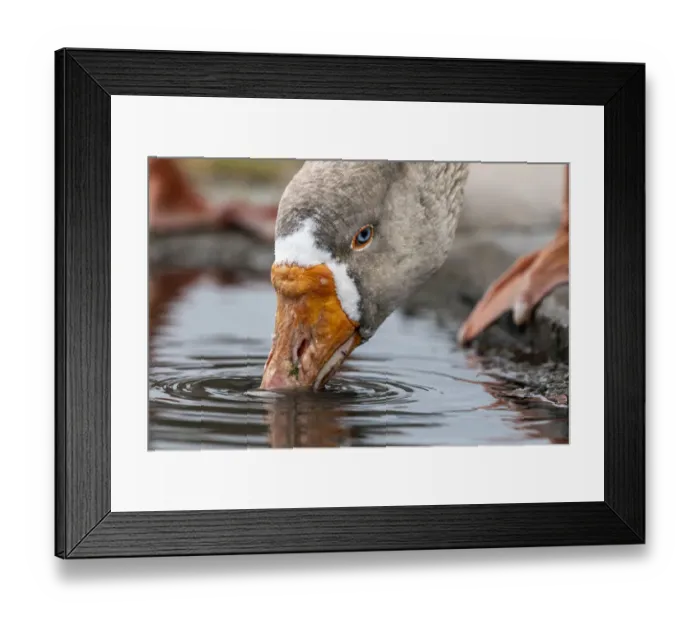 Framed Print : Greylag goose (Anser anser) drinking water from puddle close-up, Apollo Bay, Victoria Framed Print : Greylag goose (Anser anser) drinking water from puddle close-up, Apollo Bay, Victoria