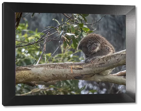 Koala (Phascolarctos cinereus) sitting on tree branch sleeping in rain, Apollo Bay