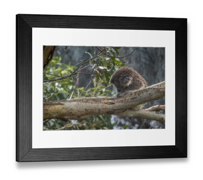 Framed Print : Koala (Phascolarctos cinereus) sitting on tree branch sleeping in rain, Apollo Bay Framed Print : Koala (Phascolarctos cinereus) sitting on tree branch sleeping in rain, Apollo Bay