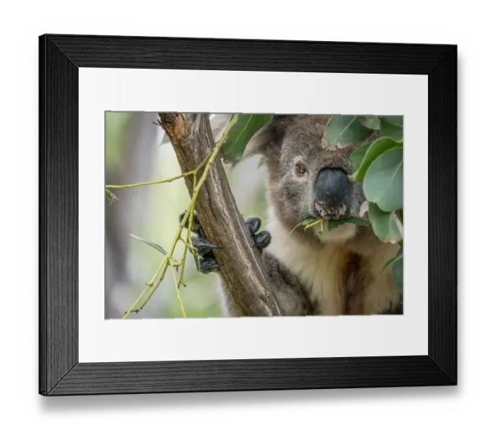Framed Print : Koala (Phascolarctos cinereus) eating gum (Eucalyptus sp) Framed Print : Koala (Phascolarctos cinereus) eating gum (Eucalyptus sp)