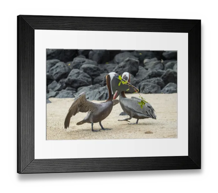 Framed Print : Brown pelican (Pelecanus occidentalis) pair in breeding plumage