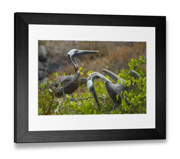 Framed Print : Brown pelican (Pelecanus occidentalis) pair in breeding plumage during courtship display Framed Print : Brown pelican (Pelecanus occidentalis) pair in breeding plumage during courtship display