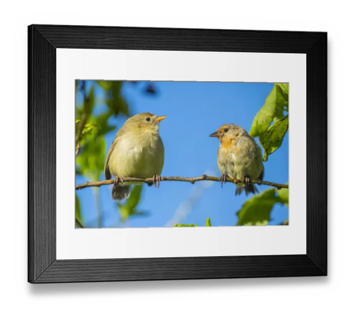 Framed Print : Pair of Darwins green warbler finch (Certhidea olivacea) perching on a branch Framed Print : Pair of Darwins green warbler finch (Certhidea olivacea) perching on a branch