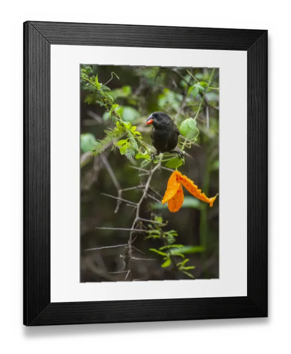 Framed Print : Darwins large ground finch (Geospiza magnirostris) feeding on Wild cucumber Framed Print : Darwins large ground finch (Geospiza magnirostris) feeding on Wild cucumber