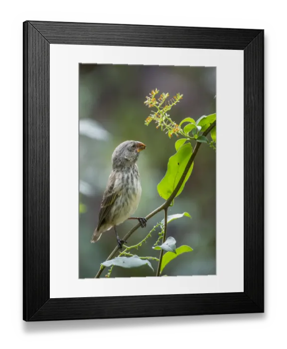 Framed Print : Darwins medium ground finch (Geospiza fortis) feeding on wild seeds