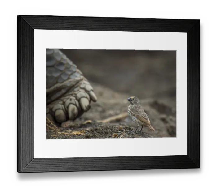 Framed Print : Darwins small ground finch (Geospiza fuliginosa), inspecting Galapagos giant Framed Print : Darwins small ground finch (Geospiza fuliginosa), inspecting Galapagos giant