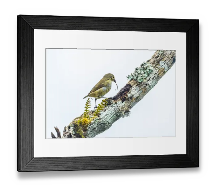 Framed Print : Darwins woodpecker finch (Cactospiza pallida) using twig as tool to extract beetle Framed Print : Darwins woodpecker finch (Cactospiza pallida) using twig as tool to extract beetle