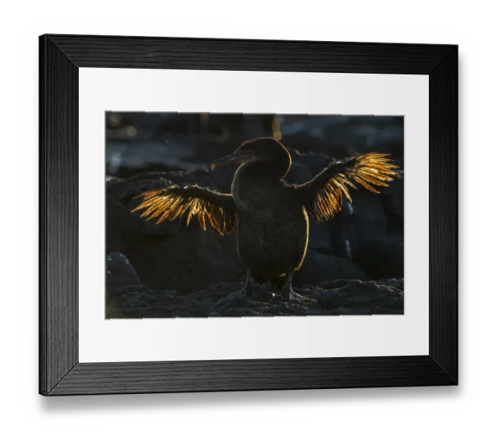 Framed Print : Galapagos flightless cormorant (Phalacrocorax harrisi) drying stunted wings after fishing Framed Print : Galapagos flightless cormorant (Phalacrocorax harrisi) drying stunted wings after fishing