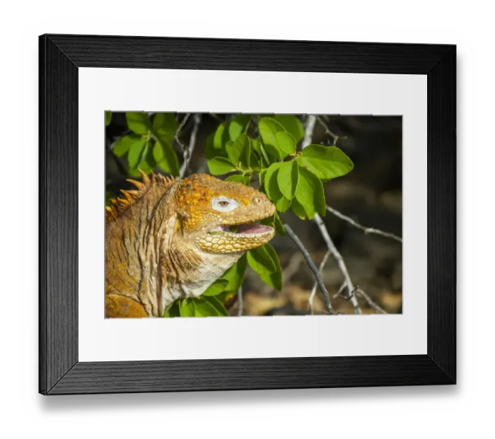 Framed Print : Galapagos land iguana (Conolophus subcristatus) recently reintroduced to Santiago island Framed Print : Galapagos land iguana (Conolophus subcristatus) recently reintroduced to Santiago island